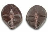 Fossil Shark (Palaeoxyris) Egg Case (Pos/Neg) - Mazon Creek #269702-1